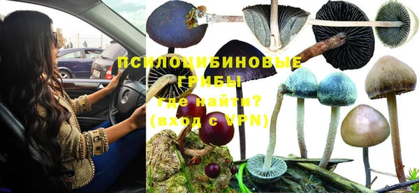 прущие грибы Наволоки